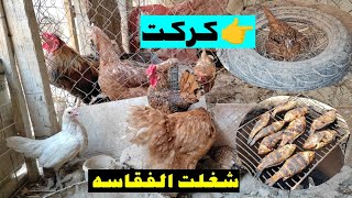 الاسبانية كركت 😱😱 جبت شي جديد 🐓🐓🐓🐓🐓