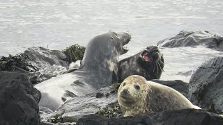 Grey Seals play fighting on Rathlin Island