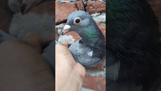 Madrasi pigeon  #shorts #viral #birds  #nafeespigeon #pigeon