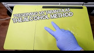 Preserving My Tarantulas | The Alcohol Method - Gorby Exotics Vlog 29