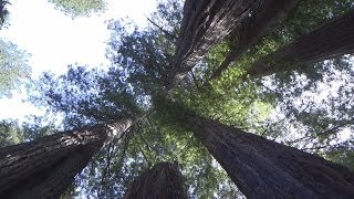 Redwood National Park: Ladybird Johnson Grove