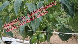 VAMOS COMEÇAR AGORA A ENCHER OS FRUTOS