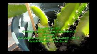 Stronger growth for your Dragon Fruit Pitaya seedlings