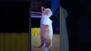 cat dance 💃 #short