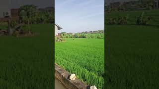 #WE_MISS_BALI #the_farmer_&_the_ricefield #shorts