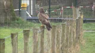 DODE REE EN EEN SCHEDEL GEVONDEN IN DE BIESBOSCH IN DORDRECH