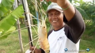 Mancing udang galah di pinggiran // Poke around the side for shrimp