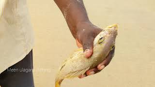 Seashore fishing//amazing fishing skills