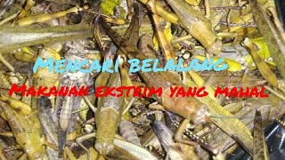 BERBURU BELALANG Langsung di masak #extreme food