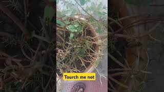 Touch me not plant / Mimosa Podica #shorts #ytshorts