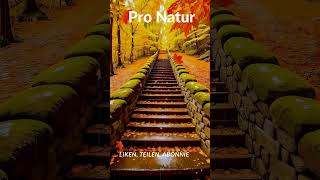 Pro Natur Treppe