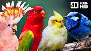 Most Beautiful Birds of Australia | Colourful Birds | Relaxing Nature Sounds | Australian Wildlife