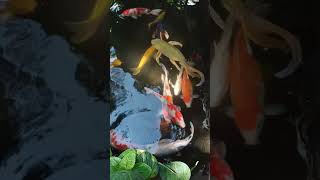 pelihara'an d rumah ikan koi #kolamalami #koi #banyuwangi