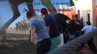 3 toros escapados y uno saltando, menuda moda para el último de  Olmedo