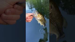 Releasing Some Nice Bass! #fishing #country #largemouthbassfishing #shorts #short