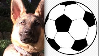 GERMAN SHEPHERD OWNS SOCCER BALL IN GAME OF FETCH