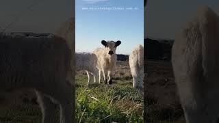 cute calves #cowlover #cow #animal  #farmlife #farmlifestyle #farmlifebestlife