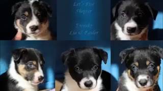 Shepter L-Litter, 5 weeks old Border Collie puppies