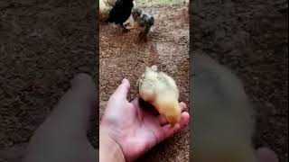 Chiken Farm Video Baby Chicks #chicks #animaltheater #wildlife