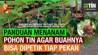 CARA MUDAH & MURAH AGAR BISA PETIK BUAH TIN TIAP PEKAN, RASAKAN MANFAATNYA UNTUK KELUARGA KITA