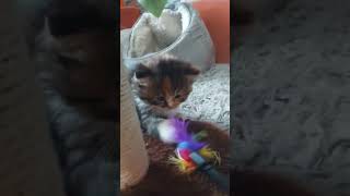 little kitten starting to play ❤️