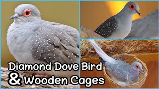 Diamond doves prices update in 2022 || sale and purchase percedure | Khan Birds Collection