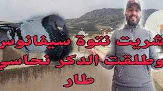 شريت نتوة سيفانوس وجوجة نحاسية هربات ولكن تبعو الفيديو حتى الآخر 🤔🤔