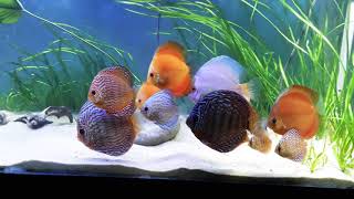 Beautiful discus altum angel juvenile banjar tank