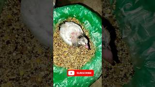 Baby pigeon food #shorts #viralvideos #kabutar #namespace