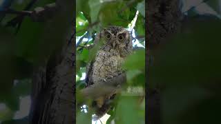 El Depredador Letal de la Obscuridad (Buho) 🦉#shorts #Buhos #depredador #curiosidades #tiktoks