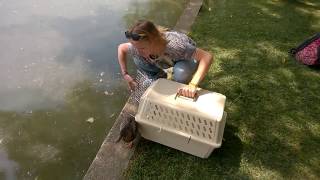 kestrel + wild duck release