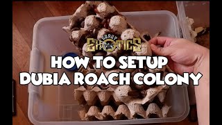 How To Setup Simple Dubia Roach Colony - Gorby Exotics Vlog 42