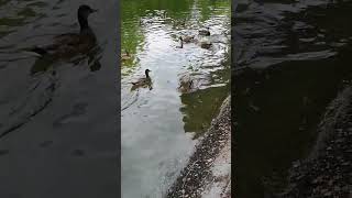 Daming Pato  #share   #entertainment   #nature