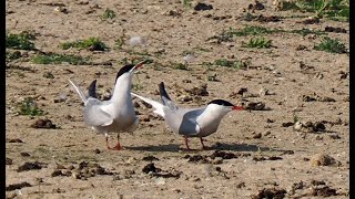 Balz der Flussseeschwalben _ Vogelbeobachtung