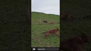 Pig hunting with dogs