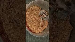 Tliltocatl albopilosus 🪳 FEEDING 2 #tarantula #tarantulacollection #vogelspinnen #tarantulafeeding