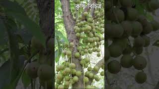 লটকন থোকায় থোকায় ধরেছে গোড়া থেকে পাতা পর্যন্ত Lotkon Farming 29 কৃষি বিচিত্র #shorts