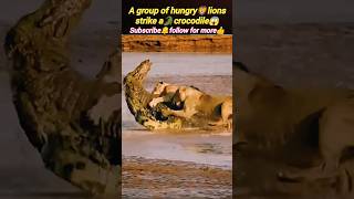 Lion🦁vs crocodile🐊battle | Lion hunting the crocodile | @Wildshikaari007 | #shorts