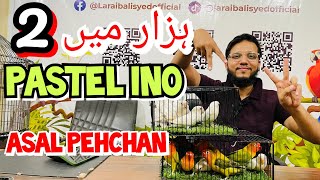 2 hazar mai Pastel Ino Albino | asal pehchan | munasib lovebird se seekho