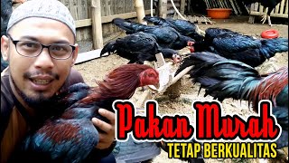 Pakan Ayam Kampung / Bangkok Biaya Murah.