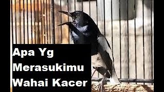 Entah apa yang merasukimu, hai burung kacer