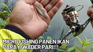 Micro Fishing panen ikan paray/wader pari!!!