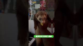 Ferret Speaks #fyp #cool #ferret #pets