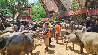 Waow.. KERBAUNYA BANYAK Sekali. Ritual Rambu Solo' TORAJA