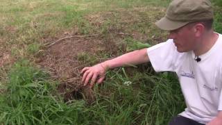 Dangers de la tonte des pelouses pour les auxiliaires au jardin