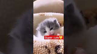 Super super cute kitten💕#funny #reels #kitten #shorts