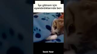 Gecelere kadar manitayla konuşursan😂 #sessizyazar #gece #shorts #kedi #cat #öneçıkar #keşfet #sabah