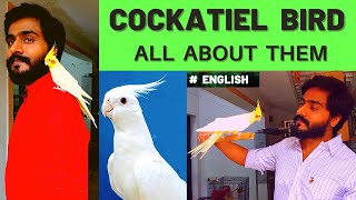 COCKATIEL BIRDS - ALL  ABOUT  THEM   |  English Version