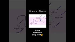 Structure of Normal Sperm