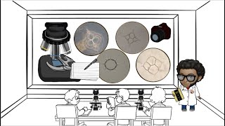 Características morfológicas de silicoflagelados